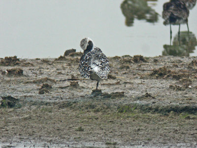 Grey Plover (Pluvialis squatarola)