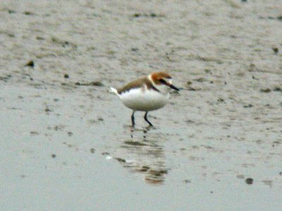 Kentish Plover (Charadrius alexandrinus)