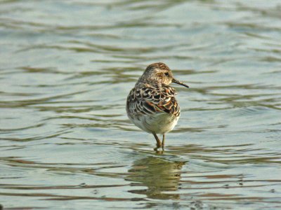 Long-toed Stint (Calidris subminuta)