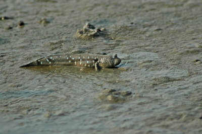 Mudskipper (Boleophthalmus pectinirostris)