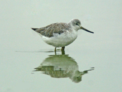 Nordmann's Greenshank (Tringa guttifer)