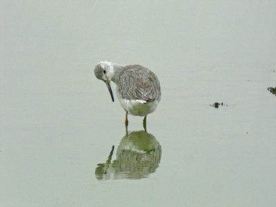 Nordmann's Greenshank (Tringa guttifer)