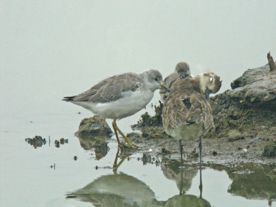 Nordmann's Greenshank (Tringa guttifer)