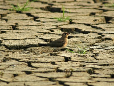 Oriental Pratincole (Glareola maldivarum)