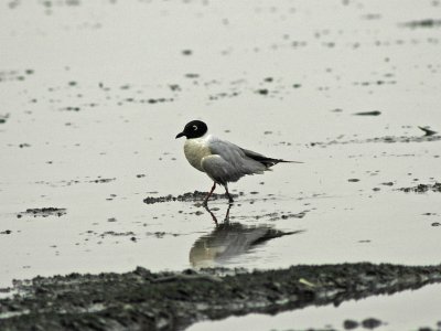Saunder's Gull (Larus saundersi)