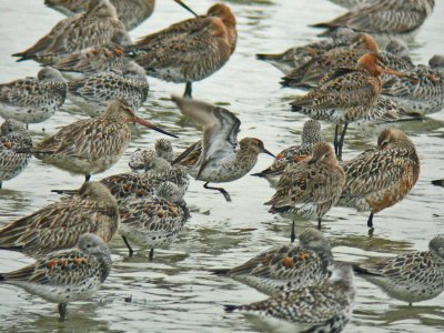 Sharp-tailed Sandpiper (Calidris acuminata)