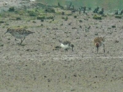 Spoon-billed Sandpiper (Eurynorhynchus pygmeus)