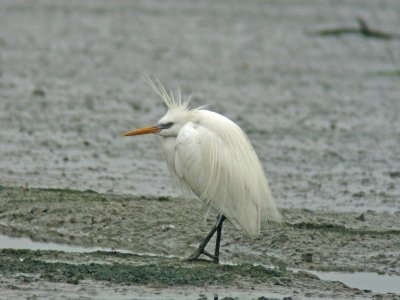 Swinhoe's Egret (Egretta eulophotes)