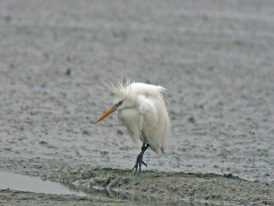 Swinhoe's Egret (Egretta eulophotes)