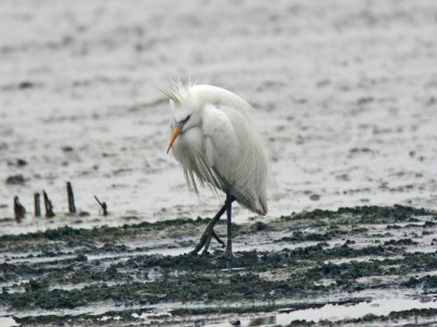 Swinhoe's Egret (Egretta eulophotes)