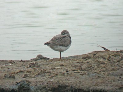 Terek Sandpiper (Xenus cinereus)