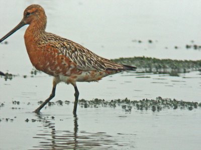 Bar-tailed Godwit (Limosa lapponica)