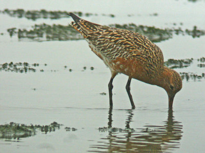 Bar-tailed Godwit (Limosa lapponica)