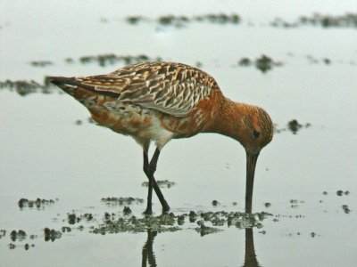 Bar-tailed Godwit (Limosa lapponica)