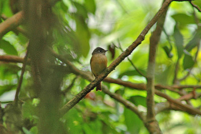 Ferruginous Flycatcher (Muscicapa ferruginea)