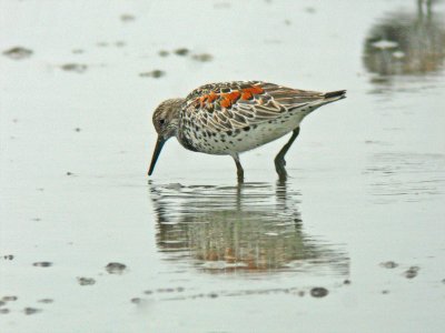 Great Knot (Calidris tenuirostris)