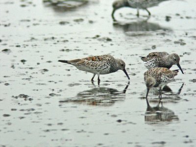 Great Knot (Calidris tenuirostris)