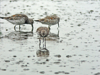 Great Knot (Calidris tenuirostris)