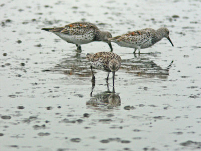 Great Knot (Calidris tenuirostris)