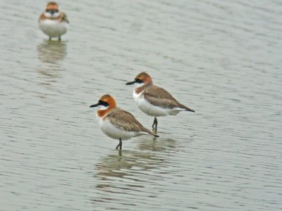 Greater Sandplover (Charadrius leschenaultii leschenaultii)