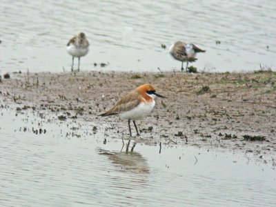 Greater Sandplover (Charadrius leschenaultii leschenaultii)