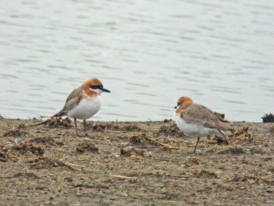 Greater Sandplover (Charadrius leschenaultii leschenaultii)