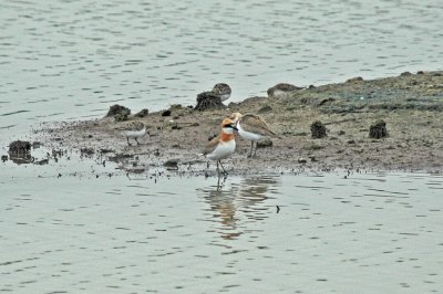 Greater Sandplover (Charadrius leschenaultii leschenaultii)
