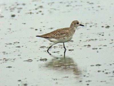 Grey Plover (Pluvialis squatarola)
