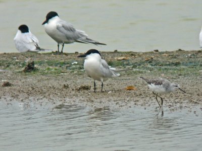 Gull-billed Tern (Gelochelidon nilotica)