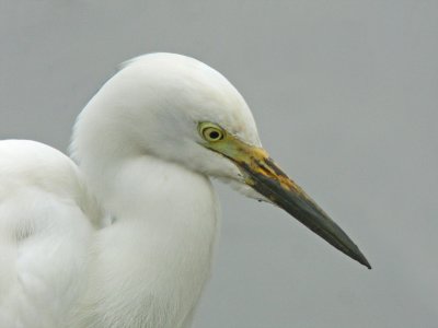 Intermediate Egret (Egretta intermedia)