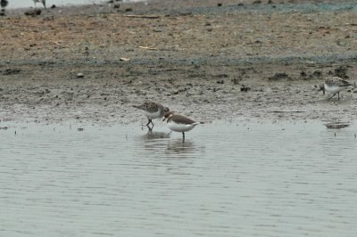Kentish Plover (Charadrius alexandrinus)