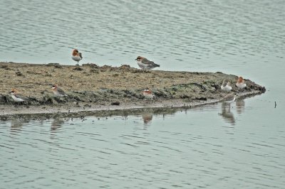 Lesser Sandplover (Charadrius mongolus mongolus)