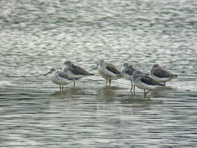 Nordmann's Greenshank (Tringa guttifer)