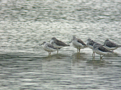 Nordmann's Greenshank (Tringa guttifer)