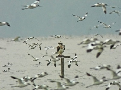 Osprey (Pandion haliaetus)