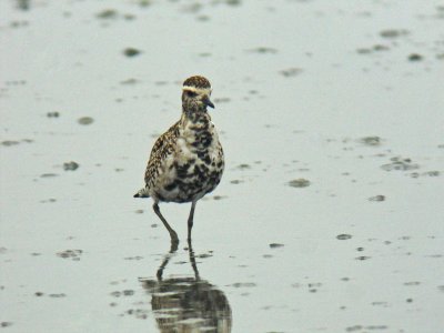 Pacific Golden Plover (Pluvialis fulva)
