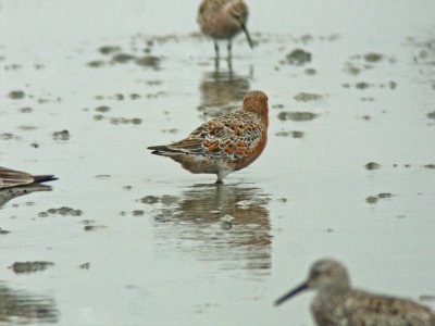 Red Knot (Calidris canutus piersmai)