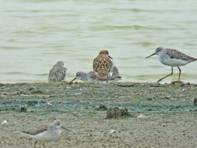 Ruff (Philomachus pugnax)