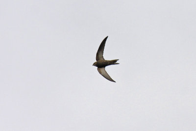 Pallid Swift (Apus pallidus)