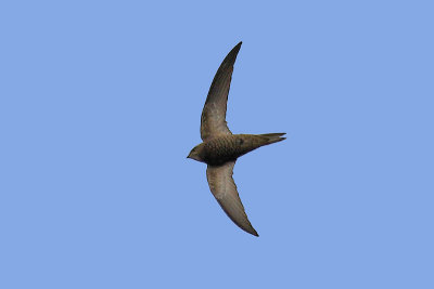 Pallid Swift (Apus pallidus)