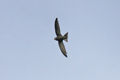 Pallid Swift (Apus pallidus)