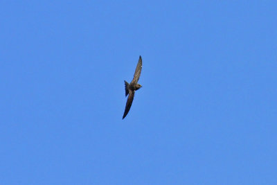 Pallid Swift (Apus pallidus)