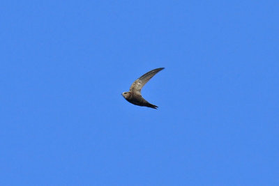 Pallid Swift (Apus pallidus)