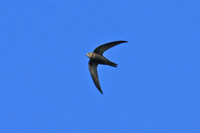 Pallid Swift (Apus pallidus)