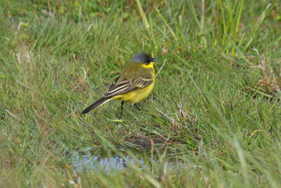 Grey-headed Wagtail (Motacilla flava thunbergi)