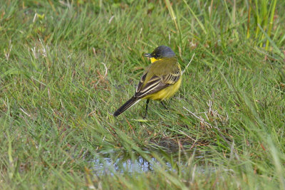 Grey-headed Wagtail (Motacilla flava thunbergi)