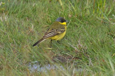 Grey-headed Wagtail (Motacilla flava thunbergi)