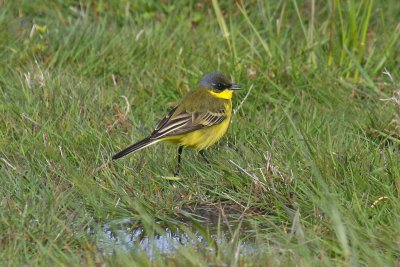 Grey-headed Wagtail (Motacilla flava thunbergi)