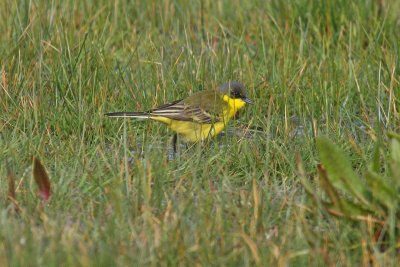 Grey-headed Wagtail (Motacilla flava thunbergi)