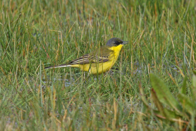 Grey-headed Wagtail (Motacilla flava thunbergi)